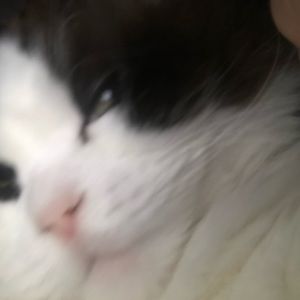 Meet your Posher, Deborah